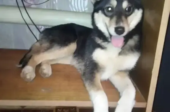 Найдена собака в Иваново, возраст 6 мес.