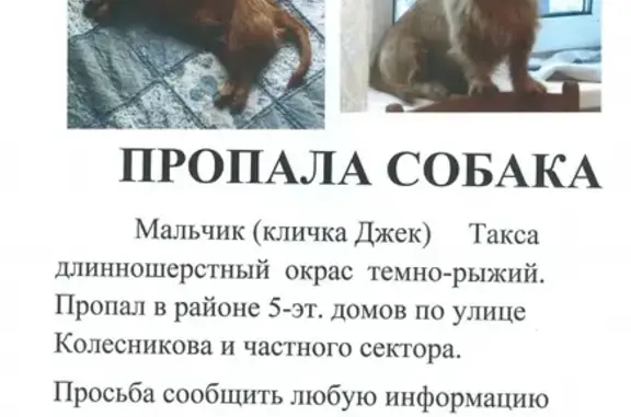 Пропала собака в Рузе, Московская область: такса-помесь, 10 лет, темно-коричневый окрас.
