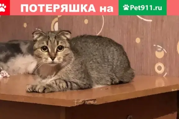 Кошки потеряшки, Можайск, фото: Потеряшка кошка Бритни на Перовской, Московская обл.