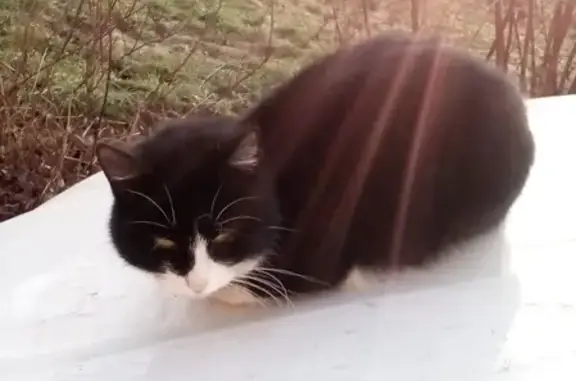 Найдена кошка на Измайловском проспекте