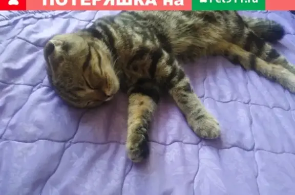 Пропала кошка в Тольятти
