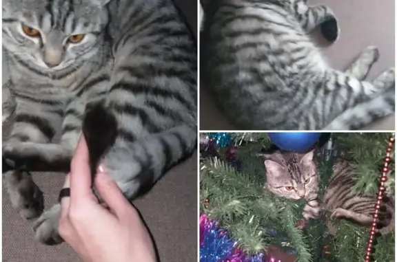 Потерянные животные Оренбург, фото: Пропала кошка в Оренбурге, п. Весенний, Басик 18.01.2020