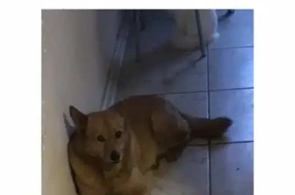 Собаки потеряшки, Тверь, фото: Потеряшка Финская лайка на ул. Капашвара, Тверь.