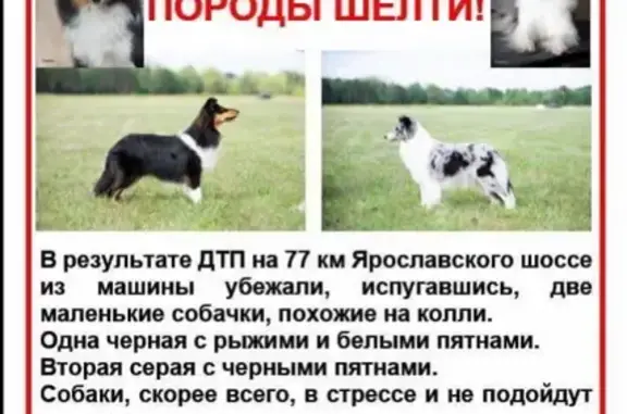 Пропала собака после ДТП на Ярославском шоссе, вознаграждение гарантировано!