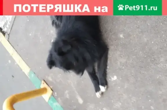 Найден пес на ул. Качалова, д.120 в Казани