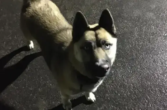 Собака с глазами хаски найдена в Санкт-Петербурге.