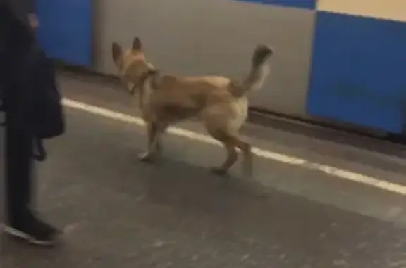 Собака найдена в метро Москва