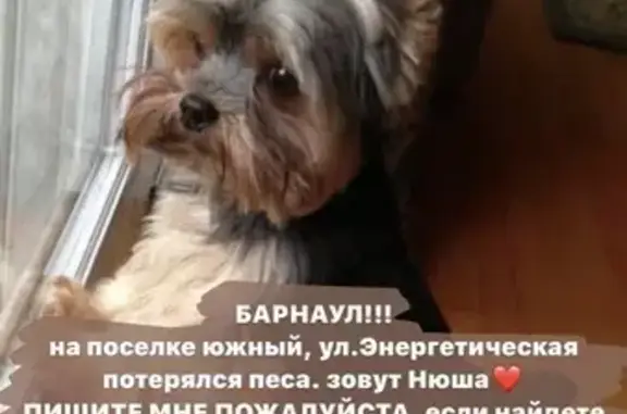 Пропала собака НЮША в поселке Садоводов, Барнаул.