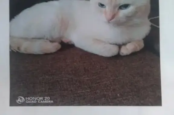 Пропала домашняя кошка в Томске