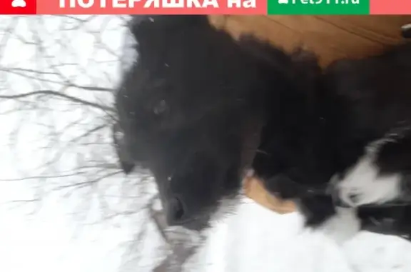 Найден голодный щенок на ул. Ульянова в Оренбурге