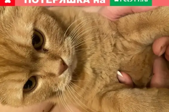 Найден кот у Чичерина 29 в Челябинске
