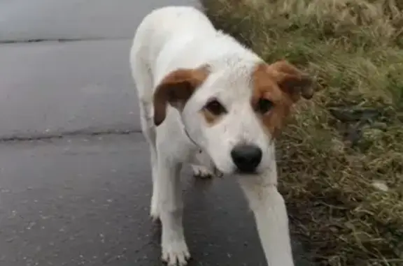 Найдена пугливая собака в деревне Бережки, Московская область