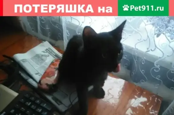 Найден черный кот на пр. Гагарина 25