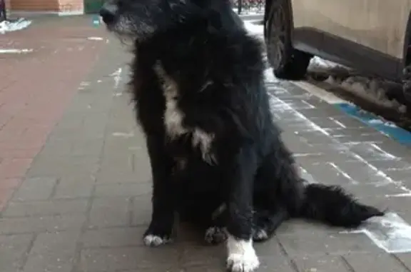 Найдена собака на улице Слепнёва, 37