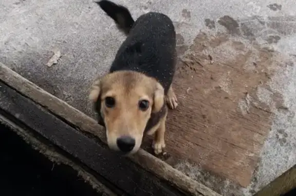 Собака с ошейником найдена у ЖБИ, Пенза