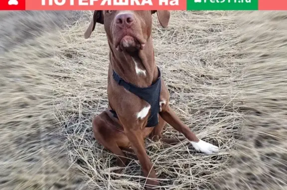 Потерянные животные Белгород, фото: Пропала собака на ул. Машковцева, Белгород.