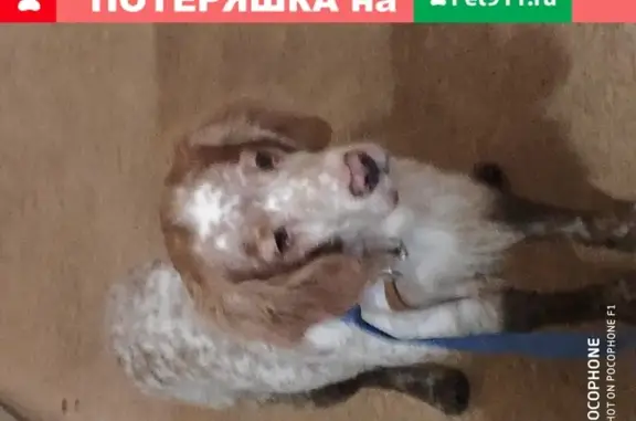 Найдена маленькая собака на ул. Санникова, Москва, Россия