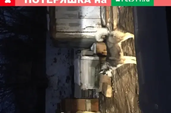 Собака с ошейником на ул. Нагорная, Ворошиловский район