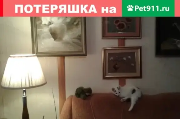 Кошки потеряшки, Саранск, фото: Потеряшка кошка на ул. Степана Разина, 12, Саранск