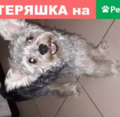 Собака найдена в Астрахани на улице Ахшарумова.