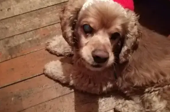 Пропала собака Оскар в Вельске, Россия