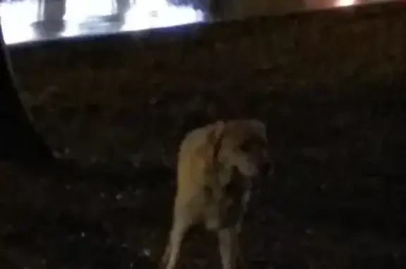 Пропала собака на улице Декабристов