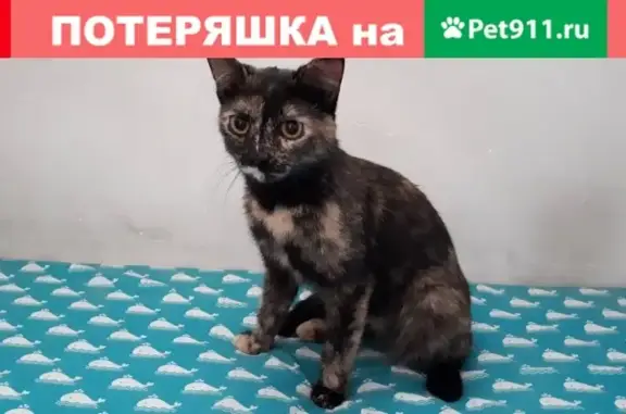 Найдена кошка на пустыре в Солнечном, Красноярск