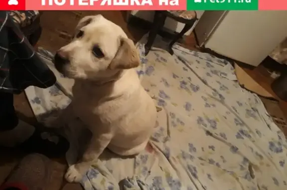 Пропала собака в Астрахани: Белый лабрадор, улица Клочкова, 9