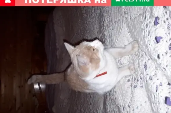 Найден домашний кот на заправке Роснефть в Балабаново