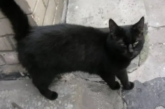 Потерялась чёрная кошка на ул. Юности, 35 в Сосновоборске