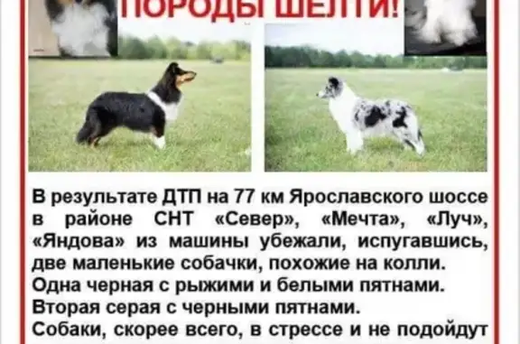 Пропала собака на Ярославском шоссе, Лозовское.