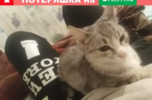 Пропала кошка, найден котенок - ул. Советская 162, г. Абакан