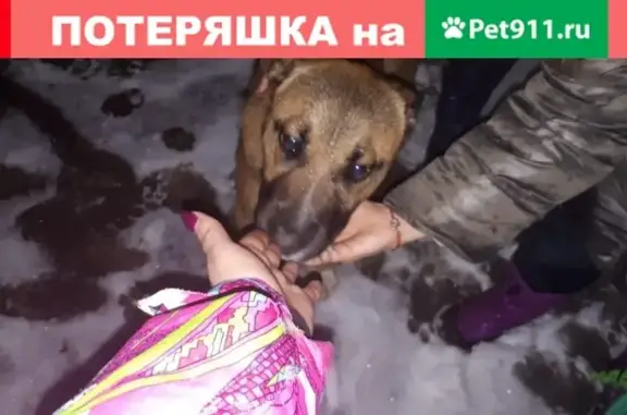 Найдена собака на ул. Бигичева, Казань