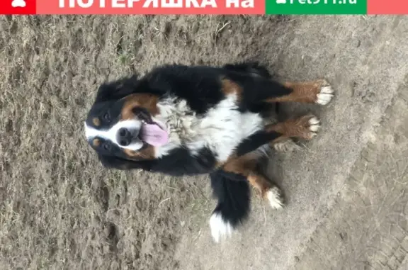 Пропала собака Лара в Одинцовском районе