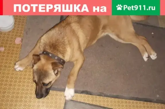 Найдена собака на ул. Файзи, Казань