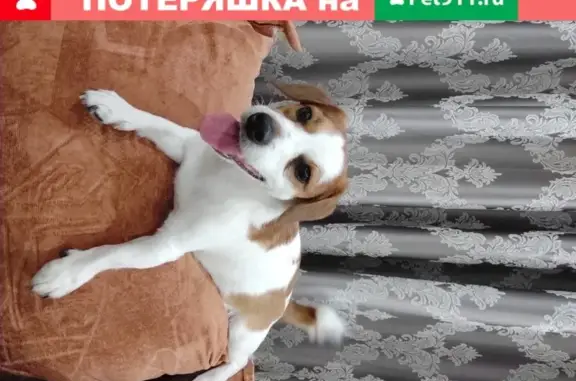 Пропала собака Кузя в Ростовской области, Аксай