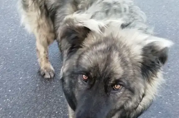 Найден пёс в деревне Вайялово