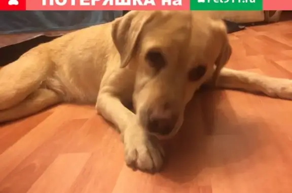 Найдена собака на улице Декабристов, Москва