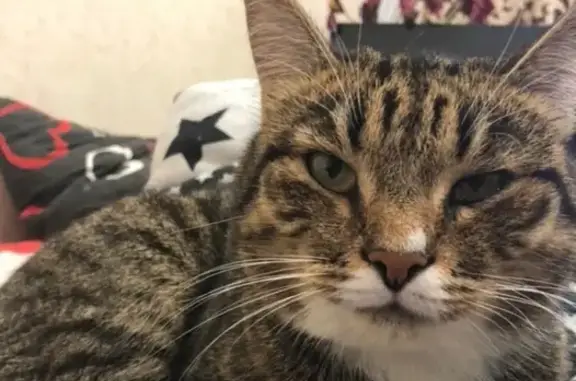 Потерянные животные Ижевск, фото: Пропала кошка на СНТ Колос (Авиатор) - ищем кота ПОЛОСУ!