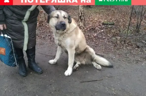 Найден палевый пёс в Люберцах, Красково