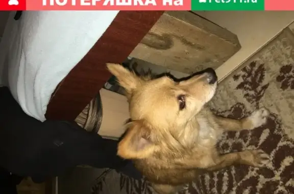 Собака найдена возле гипермаркета Магнит в Шахтах