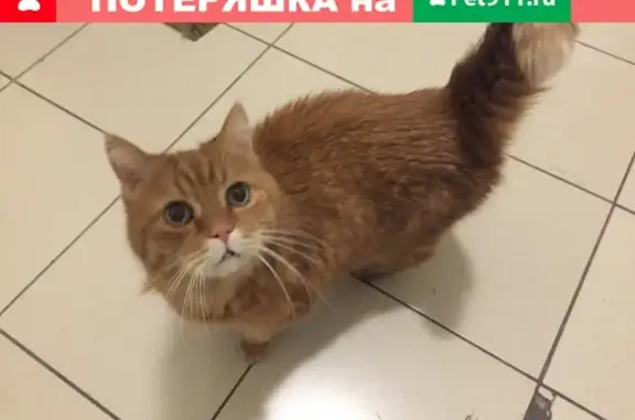 Найдена кошка, Санкт-Петербург, фото: Найден ласковый рыжий кот на ул. Димитрова 3к3