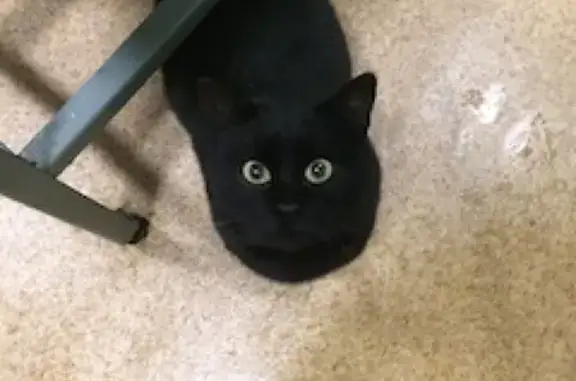 Пропала черная кошка с зелеными глазами в Орехово-Зуево.
