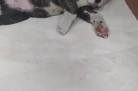 Собаки потеряшки, Трудовое, фото: Потеряшка собака в Владивостоке, Трудовое, Лиманная улица