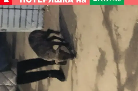 Найден щенок на станции Осеевская, Московская область