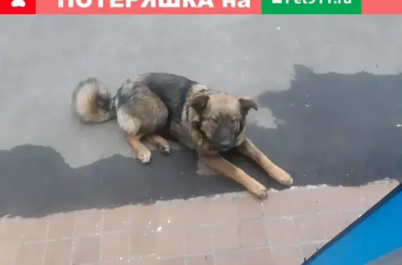 Собака без бирки и поводка на Рязанском проспекте, м. Выхино.
