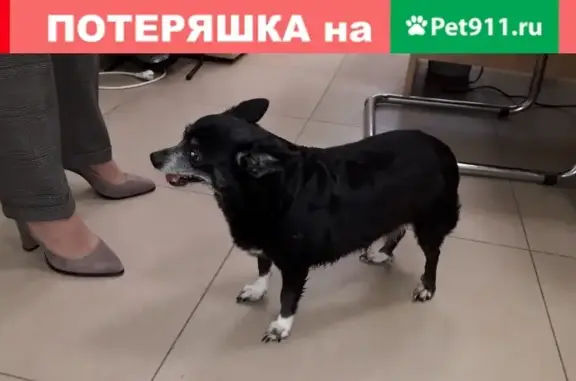Найдена собака на Московском шоссе, Самара