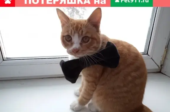 Потерянные животные Серов, фото: Пропал рыжий кот в Серове