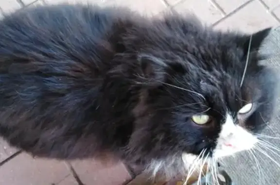 Найдена домашняя кошка в Ярославле, ул. Бабича 14