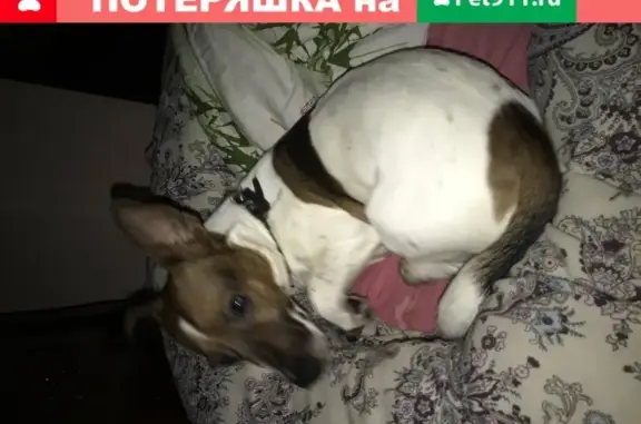 Пропала собака породы Джек-Рассел терьер по кличке Оскар в Белгородской области